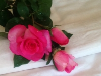 Léčivé řádky Léčivé řádky